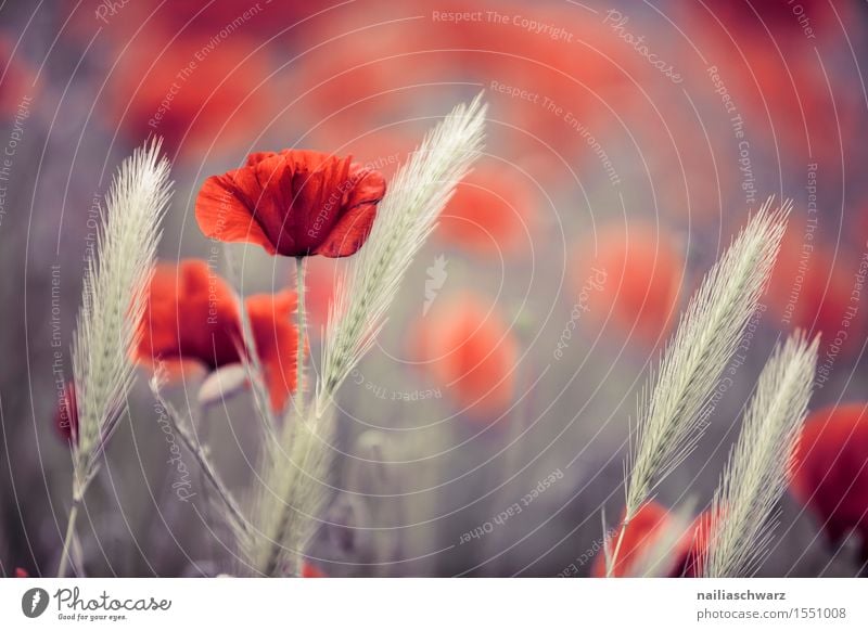 Klatschmohn im Frühling Sommer Natur Landschaft Pflanze Herbst Blume Nutzpflanze Wildpflanze Wiese Feld viele rot Idylle Mohn mohnwiese Mohnfeld intensiv