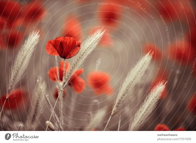 Klatschmohn im Frühling Sommer Landschaft Pflanze Blume Blüte Nutzpflanze Wildpflanze Wiese Feld viele rot Idylle Mohn mohnwiese Mohnfeld intensiv roter mohn