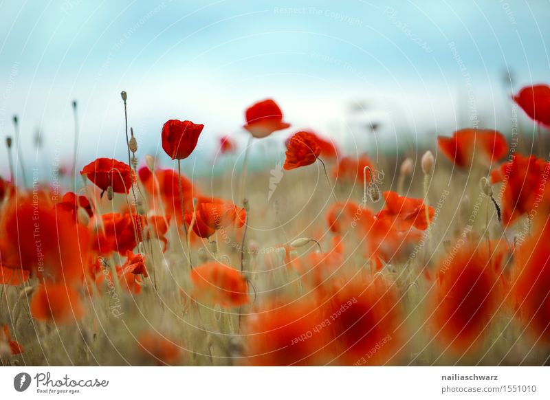 Klatschmohn im Frühling Sommer Landschaft Blume Blüte Wiese Feld viele rot Idylle Mohn mohnwiese Mohnfeld intensiv roter mohn papaver kapseln mohnkapseln