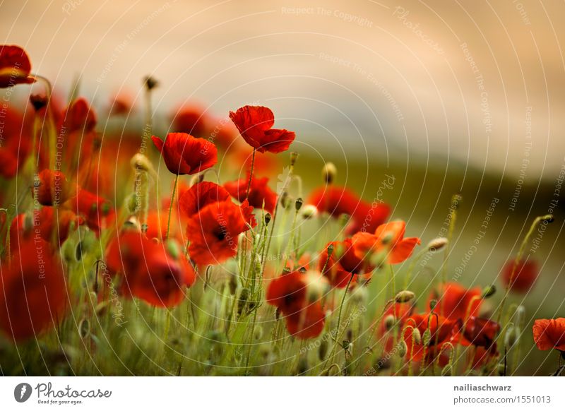 Klatschmohn im Frühling Sommer Landschaft Pflanze Schönes Wetter Blume Wiese Feld viele rot Idylle Mohn mohnwiese Mohnfeld intensiv roter mohn papaver kapseln