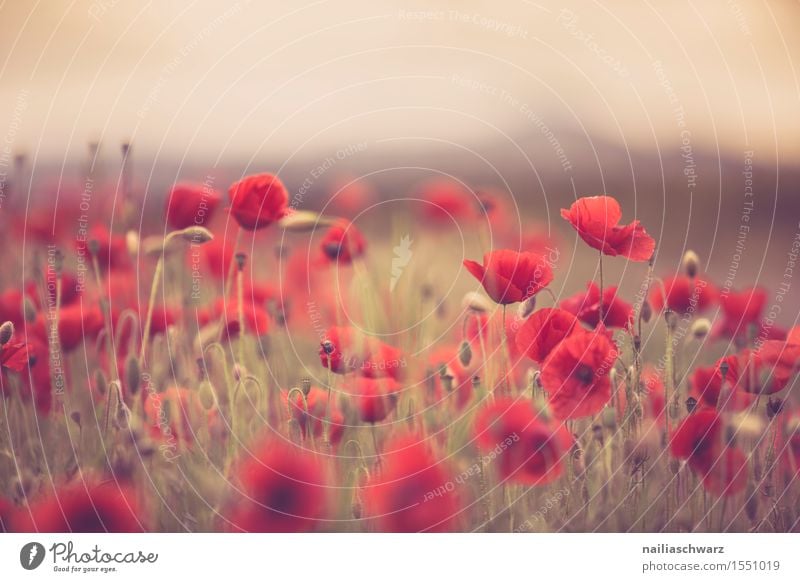 Klatschmohn im Frühling Sommer Natur Landschaft Pflanze Blume Wiese Feld viele rot Idylle Mohn mohnwiese Mohnfeld intensiv roter mohn papaver kapseln