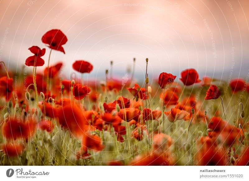 Klatschmohn im Frühling Sommer Landschaft Blume Wiese Feld viele rot Idylle Mohn mohnwiese Mohnfeld intensiv roter mohn papaver kapseln mohnkapseln Mohnblüte