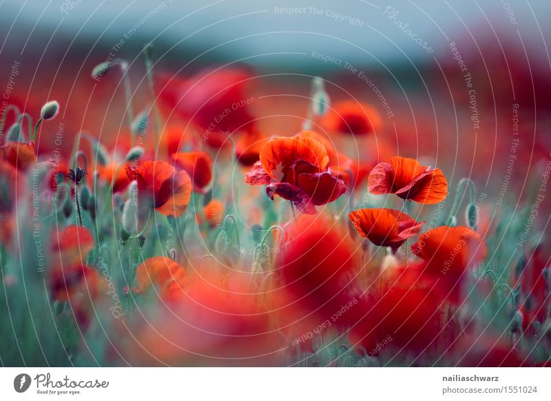 Klatschmohn im Frühling Sommer Natur Landschaft Pflanze Blume Wiese Feld viele rot Romantik friedlich Farbe Idylle Umwelt Mohn mohnwiese Mohnfeld intensiv