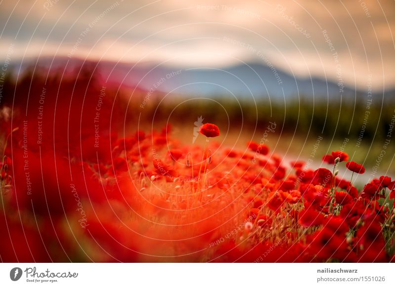 Klatschmohn im Frühling Sommer Landschaft Pflanze Schönes Wetter Blume Wiese Feld viele rot Idylle Mohn mohnwiese Mohnfeld intensiv roter mohn papaver kapseln