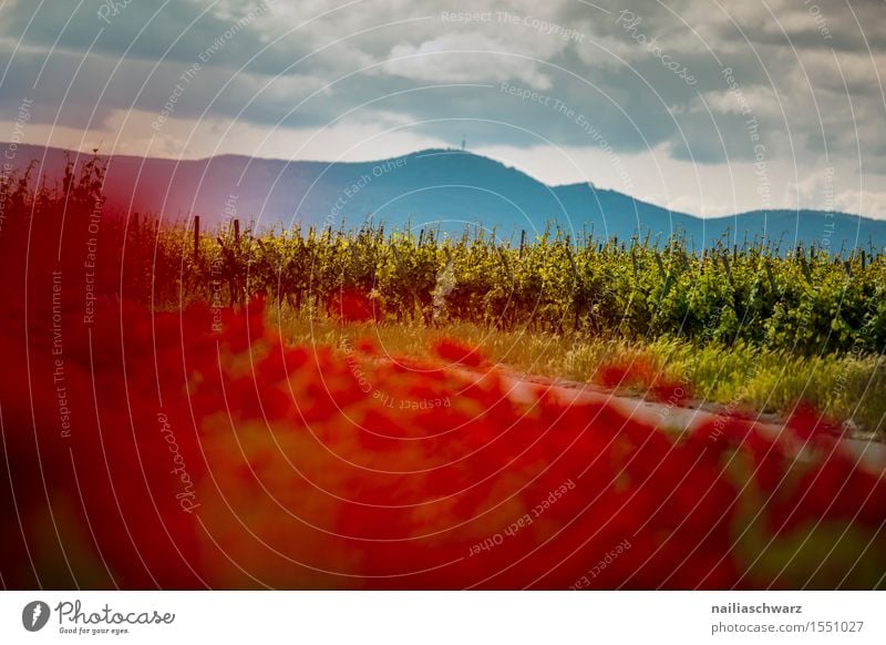 Klatschmohn im Frühling Sommer Natur Landschaft Pflanze Blume Wiese Feld viele rot Idylle Mohn mohnwiese Mohnfeld intensiv roter mohn papaver kapseln