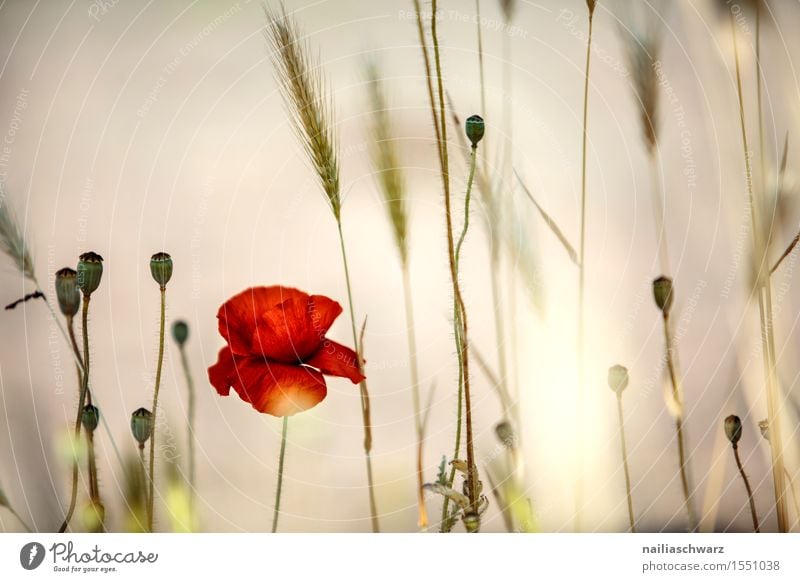 Klatschmohn im Frühling Sommer Natur Landschaft Blume Blüte Wiese Feld viele rot Idylle Mohn mohnwiese Mohnfeld intensiv roter mohn papaver kapseln mohnkapseln