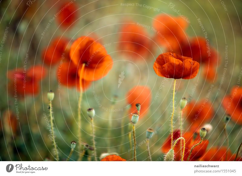 Klatschmohn im Frühling Sommer Landschaft Pflanze Schönes Wetter Blume Wiese Feld viele rot Idylle Mohn Mohnfeld intensiv Mohnblüte Rheinland-Pfalz Farbfoto