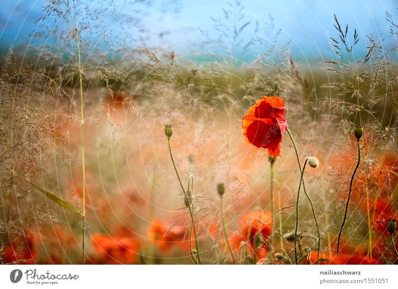 Klatschmohn im Frühling Sommer Landschaft Blume Wiese Feld ästhetisch rot Idylle Mohn Mohnfeld intensiv Mohnblüte Rheinland-Pfalz Farbfoto Außenaufnahme