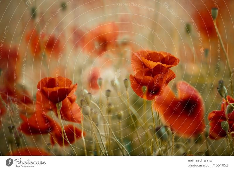 Klatschmohn im Frühling Sommer Landschaft Wiese Feld viele rot Idylle Mohn Mohnfeld intensiv Mohnblüte Rheinland-Pfalz Farbfoto Außenaufnahme Menschenleer Tag