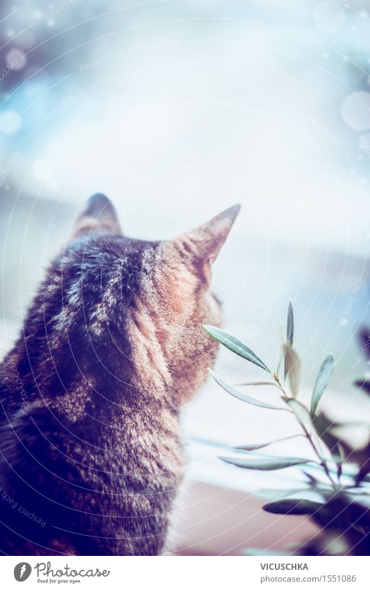 Katze kuckt aus dem Fenster Stil Wohnung Natur Tier Haustier 1 Stimmung Tierliebe Design Hintergrundbild Pflanze Häusliches Leben gemütlich ruhig Retro-Farben