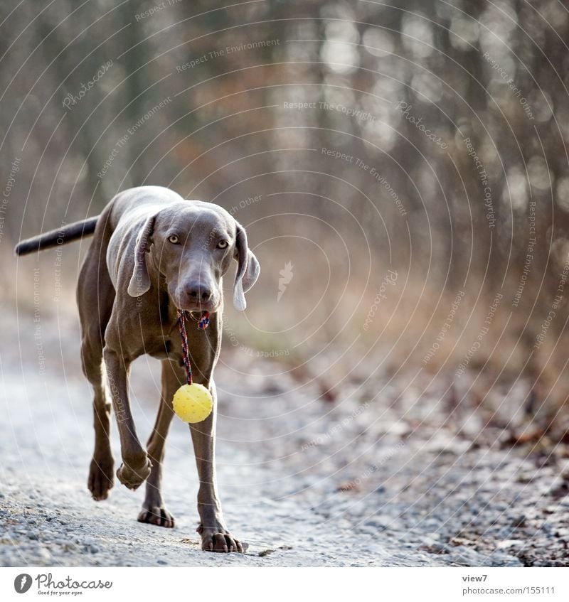 Der Hund auf den ich steh ... apportieren tragen anhaben Suche Geruch bringen Weimaraner Stolz Fell Ball Nase laufen Herbst Wald Wege & Pfade Säugetier Freude