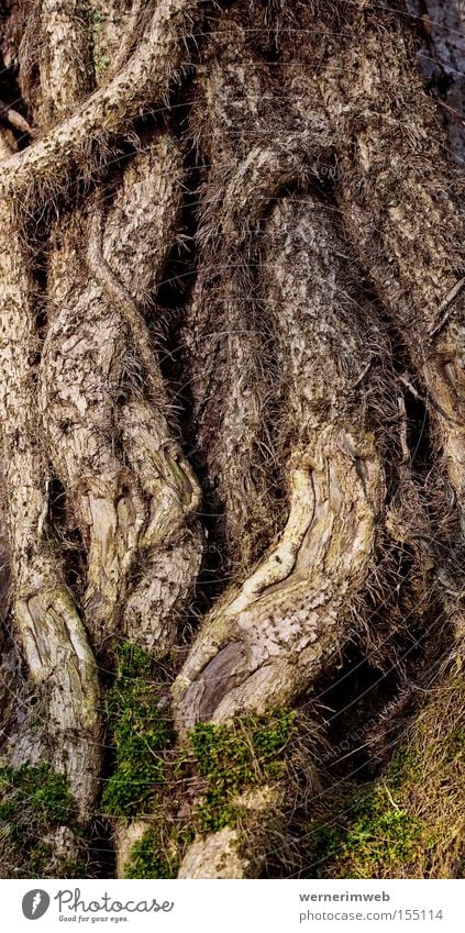 Seid umschlungen Efeu Liane Kletterpflanzen Wurzel Baumrinde durcheinander Klettern eigenwillig Urwald Moos Ringen kleben Garten Park Haftwurzeln Schlaufe