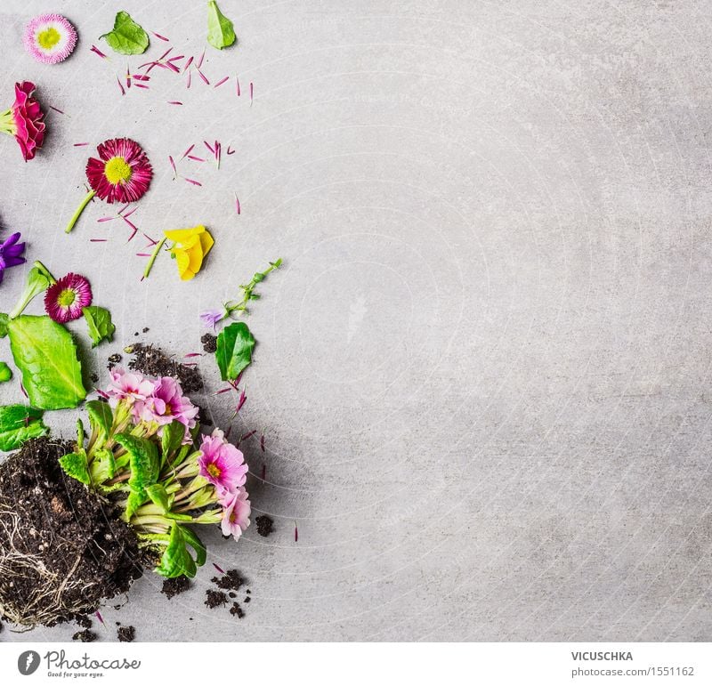 Sommerblumen Pflanzen mit Blüten und Blätter Stil Freizeit & Hobby Häusliches Leben Garten Dekoration & Verzierung Tisch Natur Frühling Herbst Blume Blatt