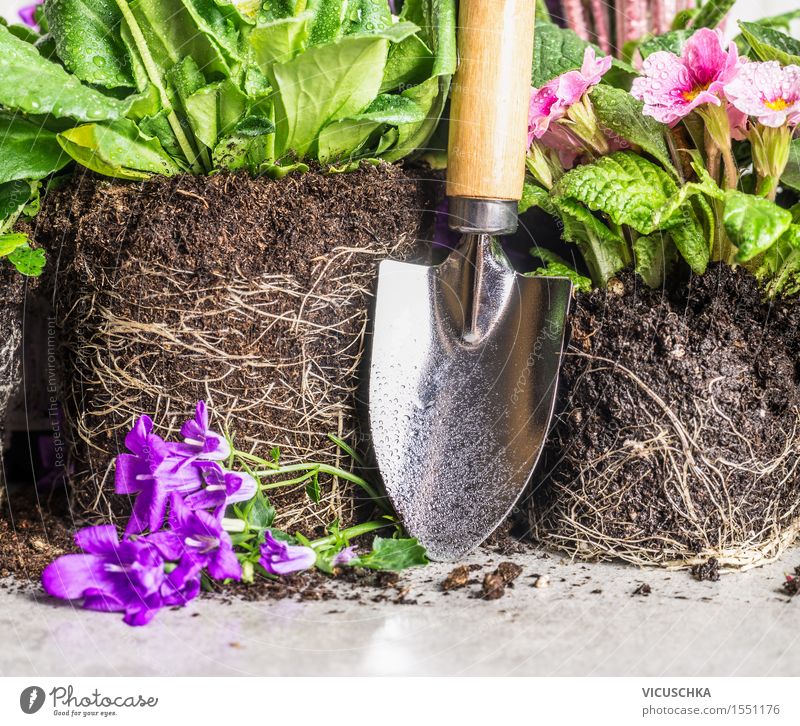 Handschaufel und Gartenblumen Stil Dekoration & Verzierung Tisch Natur Pflanze Frühling Sommer Herbst Blume Park Blühend Schaufel Erde Wurzel Pflanzenteile