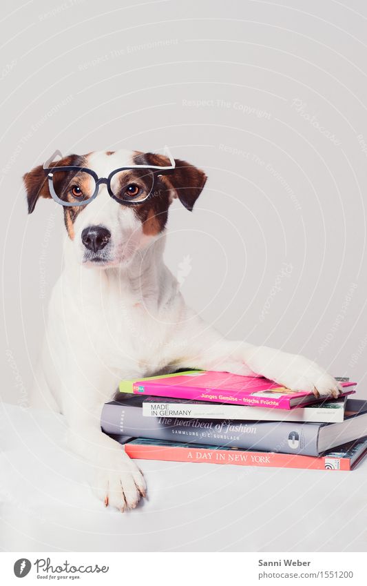 Hund mit Büchern lesen Sommerurlaub Tier Haustier Tiergesicht Fell Pfote 1 Dekoration & Verzierung beobachten Denken Blick sitzen Neugier niedlich braun grau