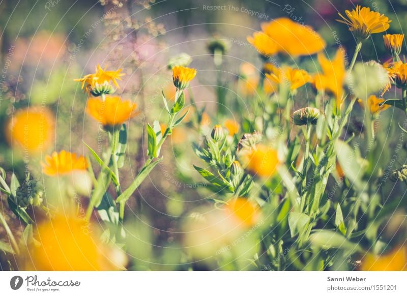 sommerliche Blüte Natur Pflanze Tier Erde Sonnenlicht Sommer Schönes Wetter Blume Grünpflanze Garten Blühend Duft gelb grün violett rosa elegant Farbfoto