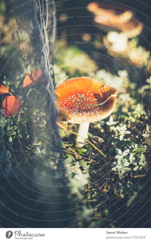 Fliegenpilz Gemüse Natur Landschaft Pflanze Erde Herbst Schönes Wetter Garten Wald beobachten entdecken ästhetisch natürlich grau grün rot weiß Duft erleben