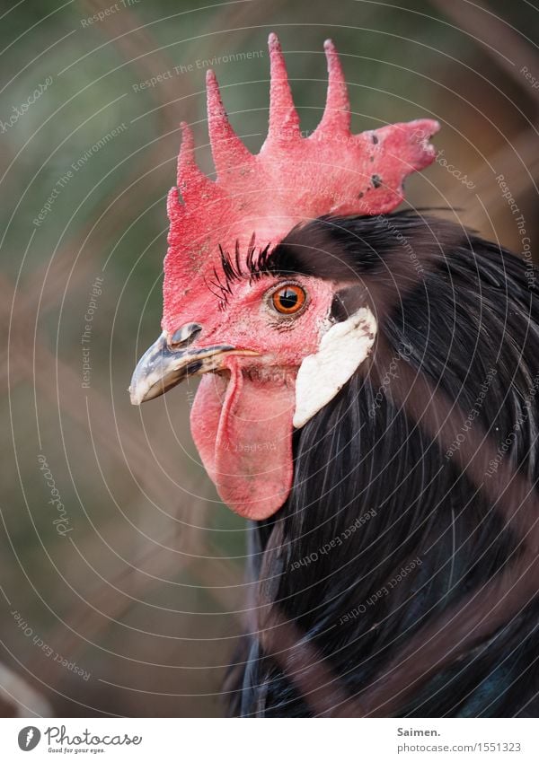 Im Hühnerknast Tier Nutztier Tiergesicht 1 Blick Hahn gefangen Hahnenkamm Schnabel Feder schwarz rot Farbfoto Gedeckte Farben Außenaufnahme Nahaufnahme