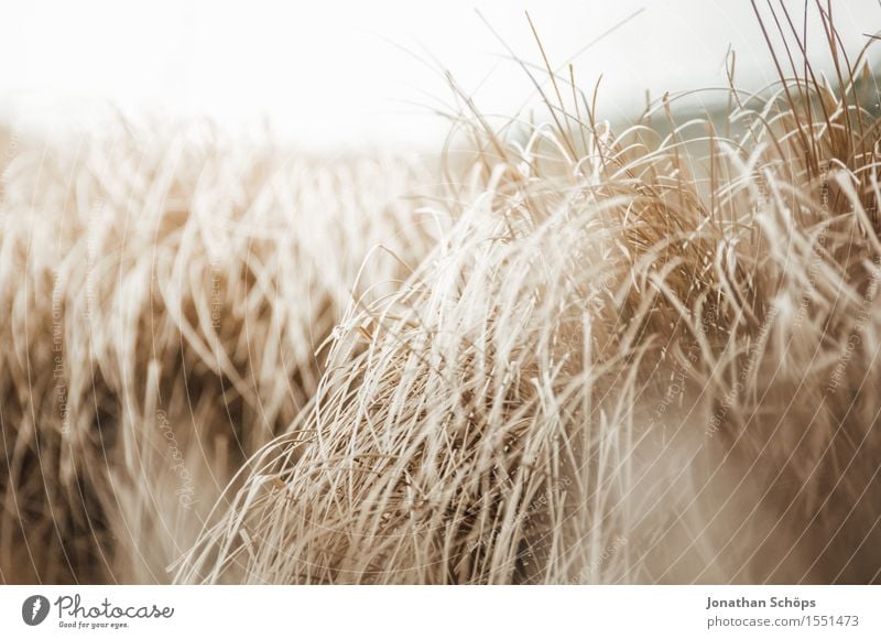 verrücktes Feld V Umwelt Natur Landschaft Pflanze Luft Wetter schlechtes Wetter Wind Sturm rebellisch braun Stroh Feldarbeit Feldrand Getreide hoch Heu Windböe