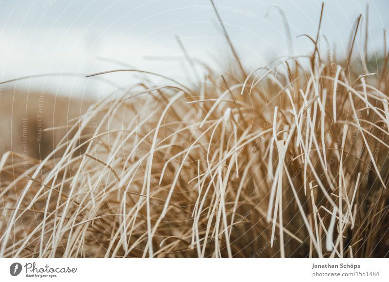 verrücktes Feld VI Umwelt Natur Landschaft Pflanze Luft Wetter schlechtes Wetter Wind Sturm rebellisch braun Stroh Feldarbeit Feldrand Getreide hoch Heu Windböe