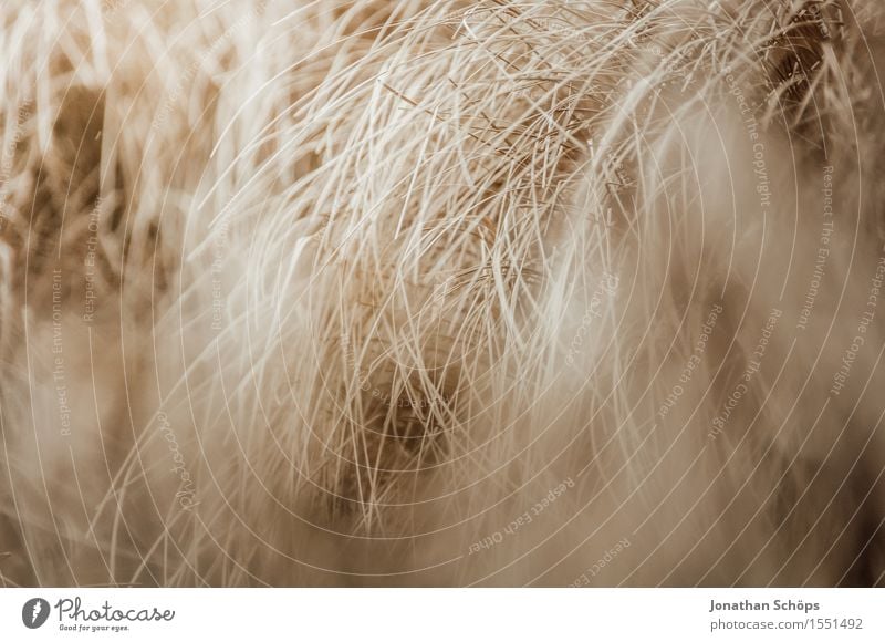 verrücktes Feld IV Getreide Umwelt Natur Landschaft Pflanze Luft Wetter schlechtes Wetter Wind Sturm Bewegung hoch rebellisch Geschwindigkeit wild braun Stroh