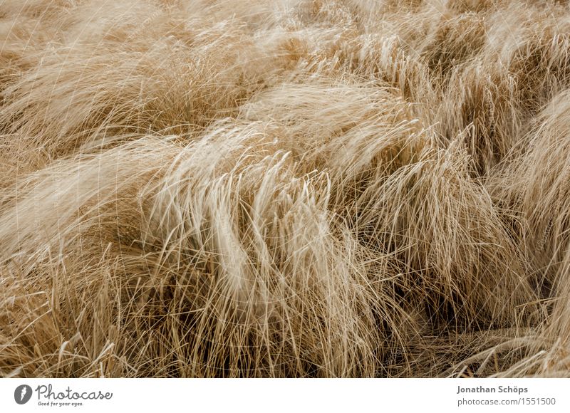 verrücktes Feld III Umwelt Natur Landschaft Pflanze Luft Wetter schlechtes Wetter Wind Sturm rebellisch braun Stroh Feldarbeit Feldrand Getreide hoch Heu