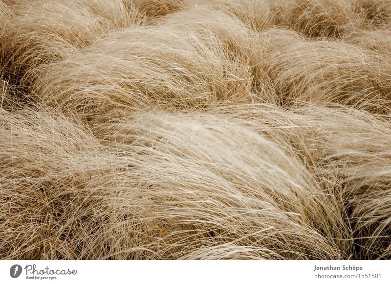 verrücktes Feld II Umwelt Natur Landschaft Pflanze Luft Wetter schlechtes Wetter Wind Sturm rebellisch braun Stroh Feldarbeit Feldrand Getreide hoch Heu Windböe