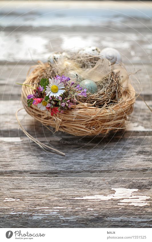 Osternest Feste & Feiern Natur Frühling Gras Moos Dekoration & Verzierung natürlich braun Osterei Osterhase Nest Osterwunsch Ostergeschenk Vogeleier Holz