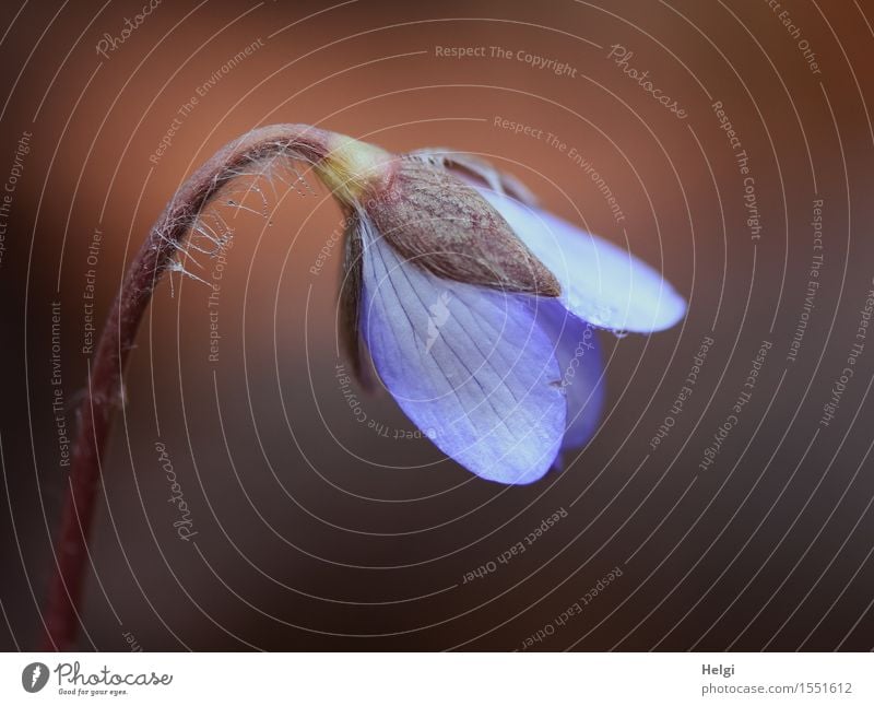 Leberblümchen Umwelt Natur Pflanze Frühling Blume Blüte Wildpflanze Wald Blühend Wachstum ästhetisch frisch schön klein natürlich braun violett Leben nass