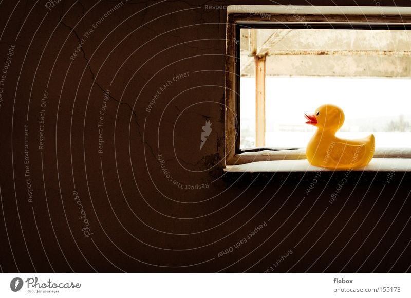 Schwarz auf Gelb Badeente Ente gelb Fenster Fensterbrett Schnee Aussicht hell dunkel Licht Fabrik Tier Vogel Winter