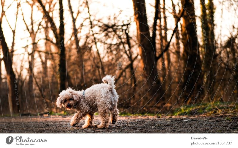 Spaziergang harmonisch Freizeit & Hobby Spielen Umwelt Natur Landschaft Wald Tier Haustier Hund Fell Pfote 1 Zufriedenheit Lebensfreude Pudel schön niedlich