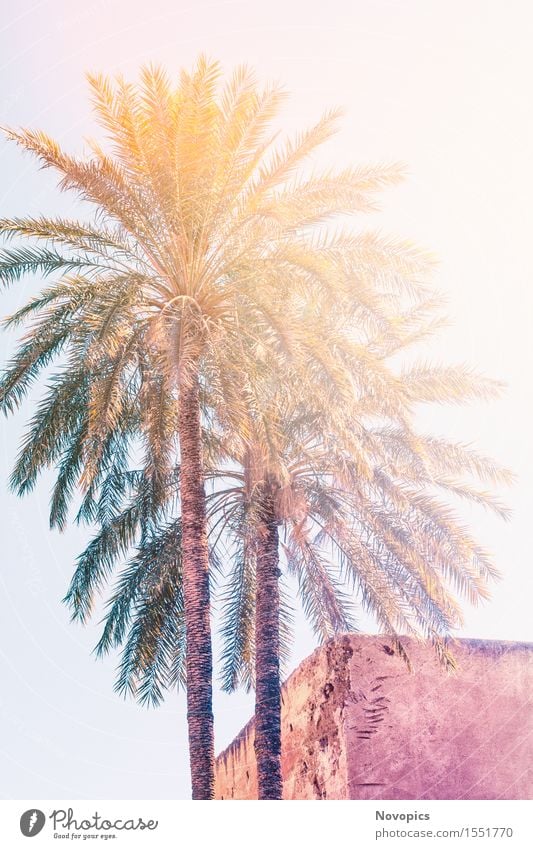 two palms in Marrakech Sonne Haus Natur Baum Architektur blau braun gelb grün Palme Palmengewaechse Arecaceae Lehm Sonnenschein ornage Marokko Marrakesch