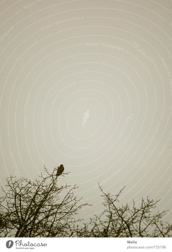 Bussardwinter Umwelt Natur Baum Tier Vogel 1 hocken sitzen natürlich trist grau Einsamkeit Baumkrone Ast Zweig Geäst trüb Farbfoto Außenaufnahme Menschenleer