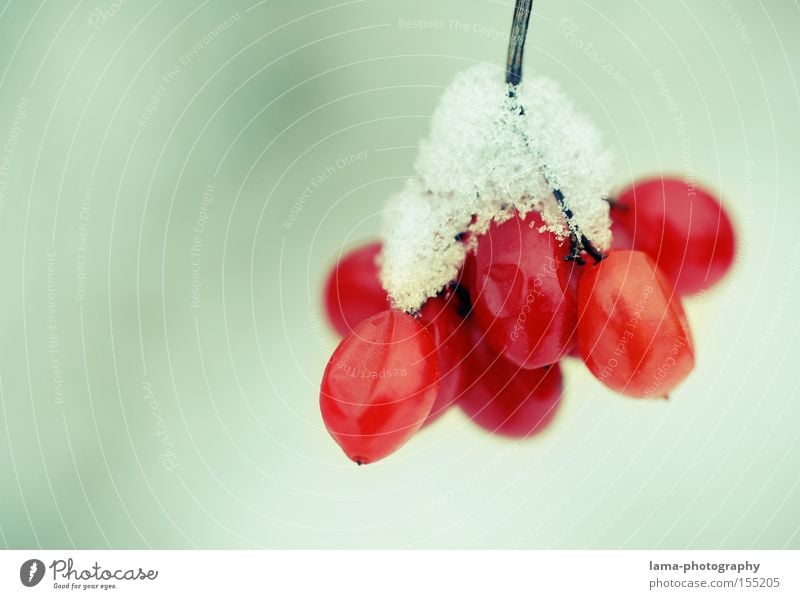 Träubchen mit Häubchen Vogelbeeren Beeren Weintrauben Ast filigran Winter Frühling rot Einsamkeit Eis Schnee Vogelbeerbaum Makroaufnahme Frucht Nahaufnahme