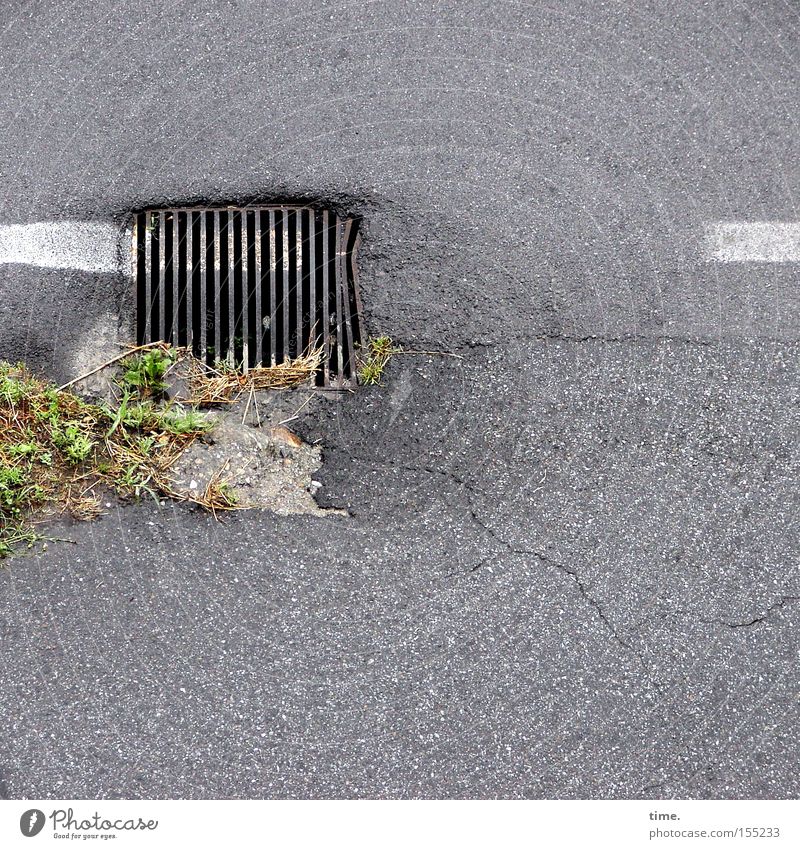 Pinselclown Grünpflanze Verkehrswege Straße Metall unbeständig Farbe Abfluss Gully Asphalt Gitter Eisen Vorschrift Detailaufnahme Gras Menschenleer Wege & Pfade