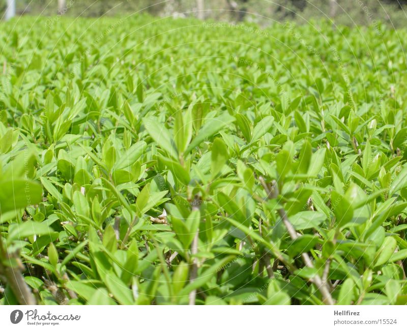 Neue Ansichten... Hecke Frühling grün Stengel Blatt Makroaufnahme Blütenknospen