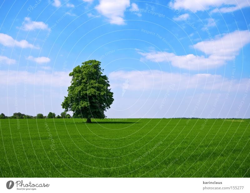 grüne Weide mit einzeln stehendem Baum Industrie Natur Landschaft Wolken Gras Wiese Feld blau Grasland Rasen im Freien ländlich Farbfoto Außenaufnahme