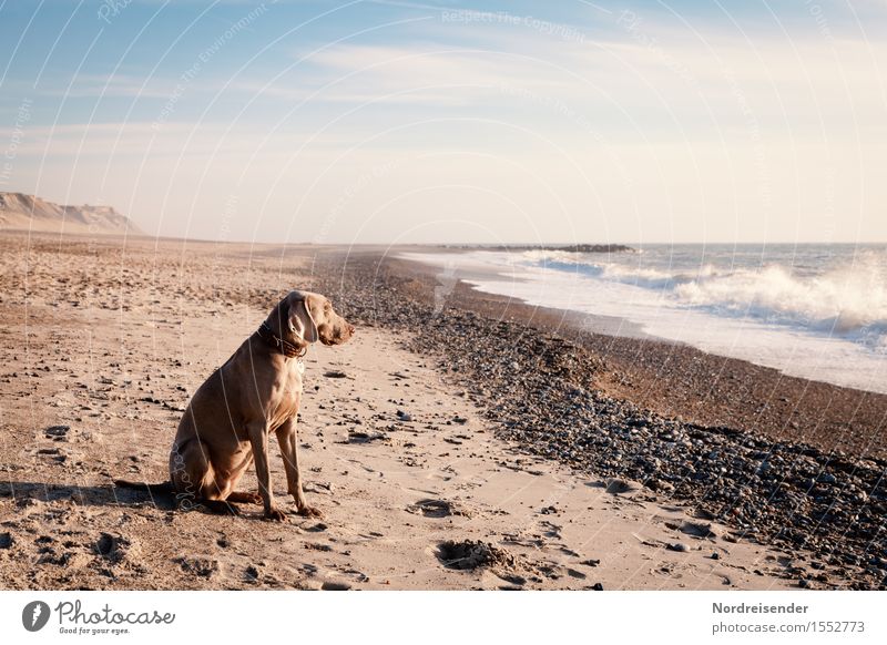 Abendsonne Erholung Ferien & Urlaub & Reisen Ferne Sommerurlaub Sonne Sonnenbad Strand Meer Urelemente Sand Wasser Wolken Schönes Wetter Wind Sturm Wellen