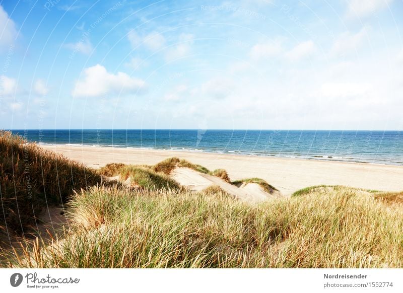 Sommer in den Dünen harmonisch Ferien & Urlaub & Reisen Sommerurlaub Sonne Strand Meer Natur Landschaft Urelemente Sand Luft Wasser Himmel Wolken Schönes Wetter