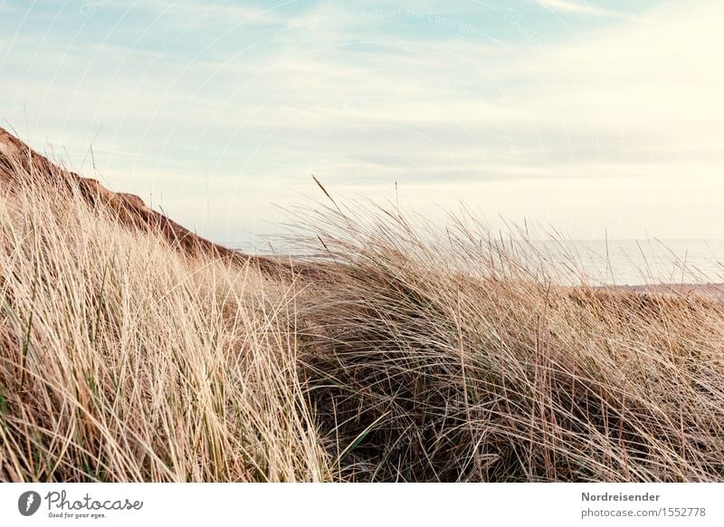 Dünengras Ferien & Urlaub & Reisen Strand Meer Natur Landschaft Pflanze Himmel Wolken Schönes Wetter Gras Küste Nordsee Ostsee frisch Sehnsucht Fernweh