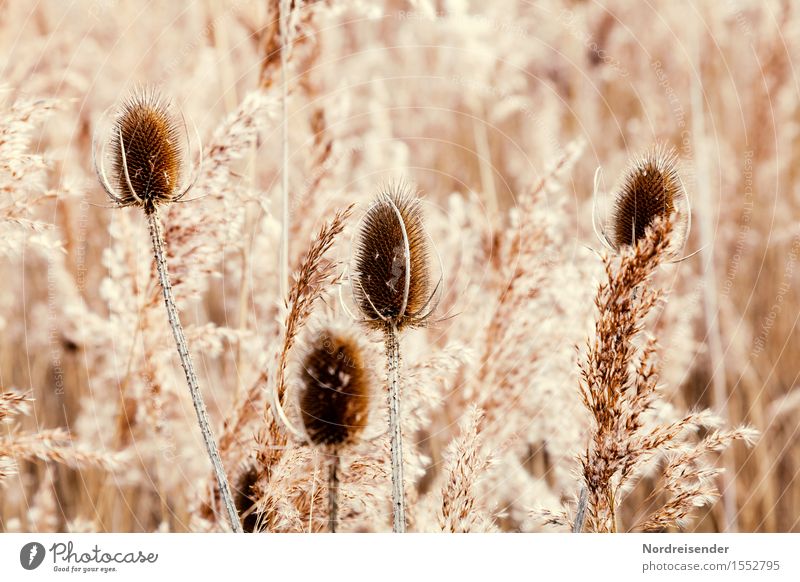 Winter im Moor harmonisch Sinnesorgane Natur Pflanze Gras Wildpflanze Sumpf dehydrieren braun rein Vergänglichkeit Wandel & Veränderung Monochrom Distel