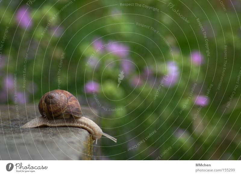 no limits Schnecke Schneckenhaus Fühler Schleim schleimig Garten mehrfarbig grün Stein Treppe Steintreppe Am Rand langsam Erkundung Expedition Ausflug Park