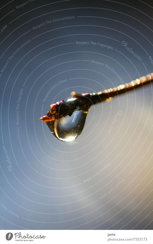 . Wasser Wassertropfen Himmel Schönes Wetter Regen hängen frisch glänzend nass natürlich schön Vorsicht Gelassenheit geduldig Natur Tränen Farbfoto