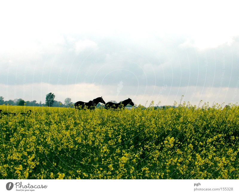 Wo laufen sie denn? Raps Pferd Rapsfeld Freiheit Freizeit & Hobby Ferien & Urlaub & Reisen Feld Rapsöl Biologische Landwirtschaft Pflanze Aussaat Ackerbau