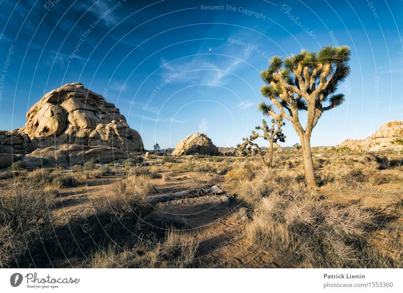 Joshua Tree Wohlgefühl Zufriedenheit Sinnesorgane Erholung ruhig Ferien & Urlaub & Reisen Sommer Berge u. Gebirge Umwelt Natur Landschaft Pflanze Sand Himmel