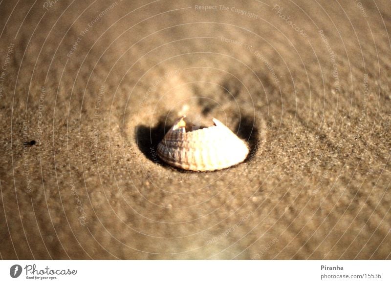 Homeless Muschel Strand Meer Sand