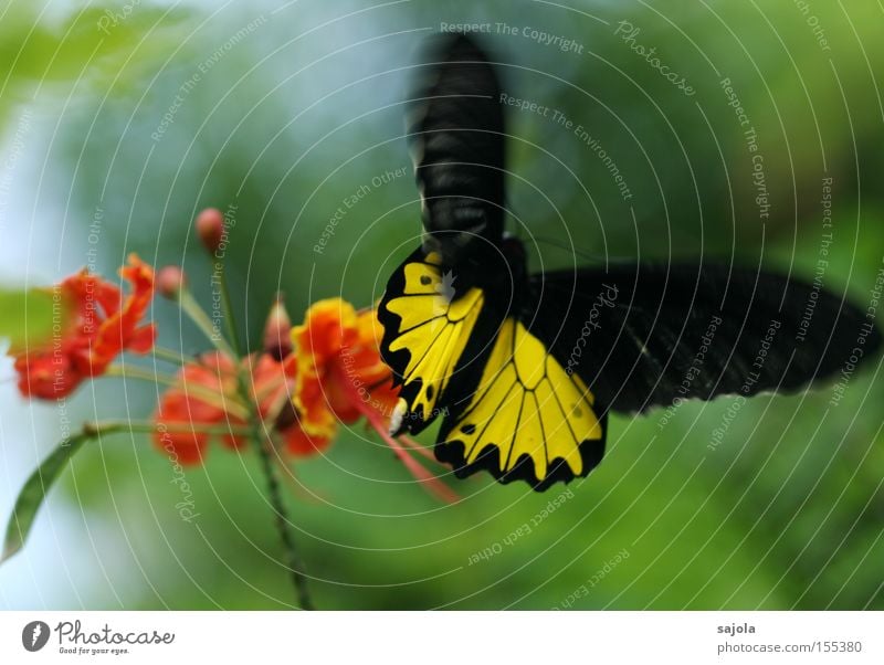 bewegung im spiel Luftverkehr Blume Blüte Schmetterling Flügel Bewegung fliegen gelb schwarz orange Insekt Dynamik flattern unzuverlässig zart Farbfoto