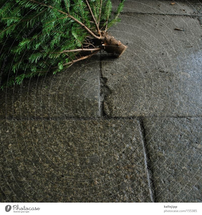 knut Weihnachten & Advent Baum Tanne Symbole & Metaphern Christentum Zweig Nadelbaum Bürgersteig Fuge Sammelstelle Biomüll rauswurf Baumstamm Tannennadel