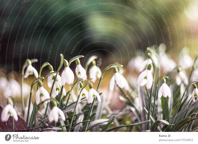 Schneeglöckchen.01 Natur Pflanze Frühling Schönes Wetter Blühend braun gelb grün weiß Farbfoto Außenaufnahme Detailaufnahme Textfreiraum oben Froschperspektive