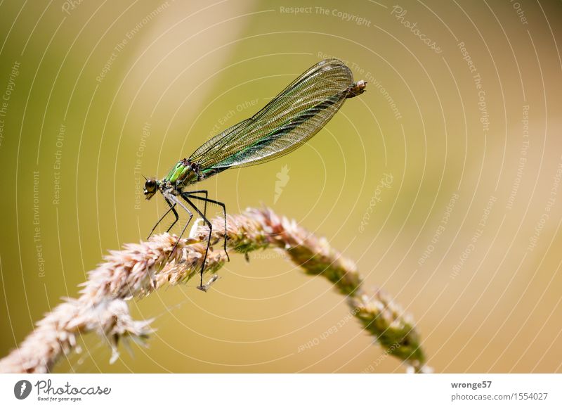 Biocopter Natur Tier Sommer Wildtier Libelle 1 warten elegant dünn braun gold grün Insekt Ruhepunkt ausruhend Schilfrohr filigran schön Farbfoto Gedeckte Farben